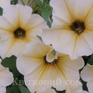 Petchoa French Vanila 2_300x300